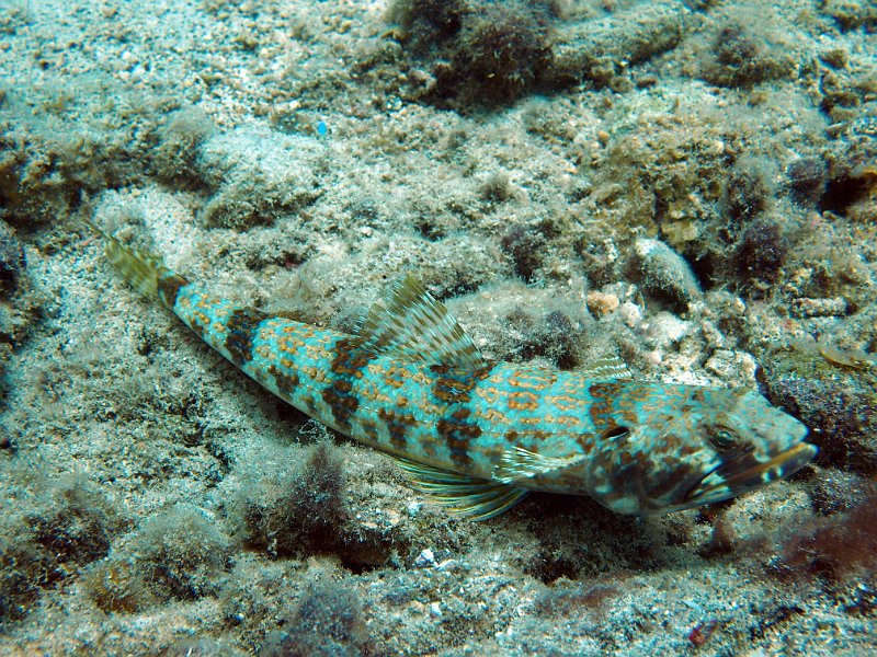 Curacao 04-12 102.jpg